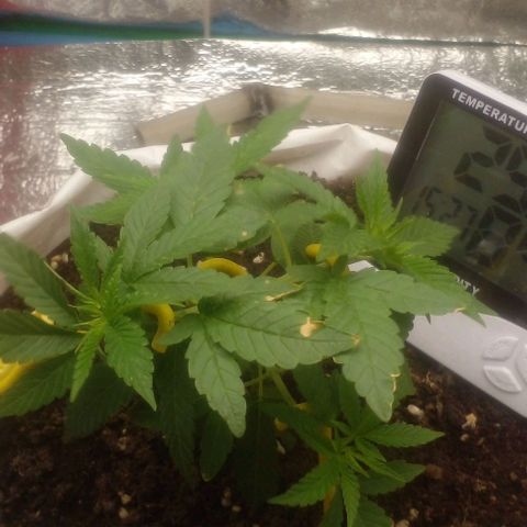 Runtz  growlog timeline photo