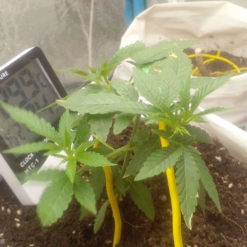 Runtz  growlog timeline photo