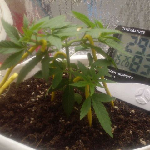 Runtz  growlog timeline photo
