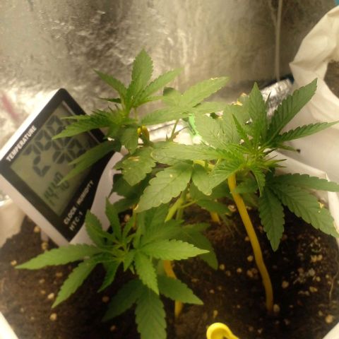 Runtz  growlog timeline photo