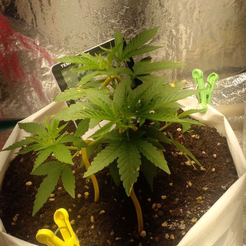 Runtz  growlog timeline photo