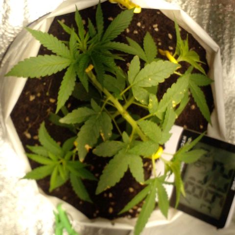 Runtz  growlog timeline photo