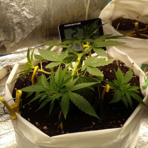 Runtz  growlog timeline photo