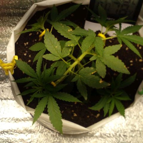 Runtz  growlog timeline photo