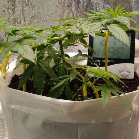 Runtz  growlog timeline photo