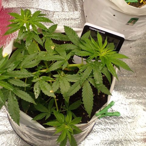 Runtz  growlog timeline photo