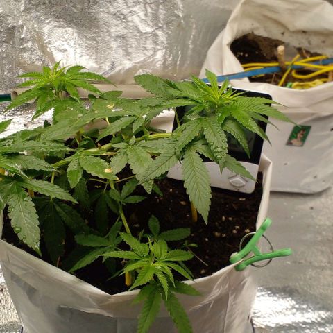 Runtz  growlog timeline photo