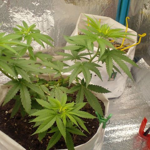 Runtz  growlog timeline photo