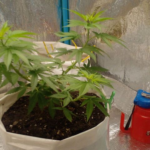 Runtz  growlog timeline photo