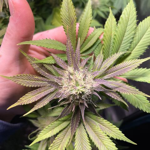 Special queen #1 #1  growlog timeline photo