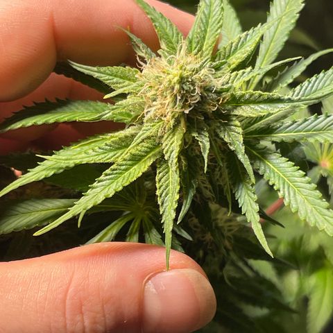 Special queen #1 #2 growlog timeline photo