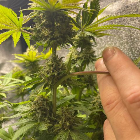 Special queen #1 #2 growlog timeline photo