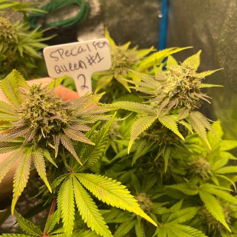 Special queen #1 #2 growlog timeline photo