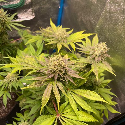 Special queen #1 #2 growlog timeline photo