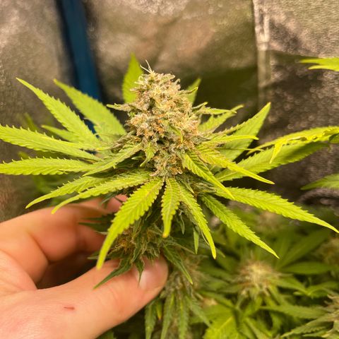 Special queen #1 #1  growlog timeline photo