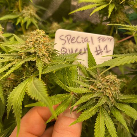 Special queen #1 #1  growlog timeline photo