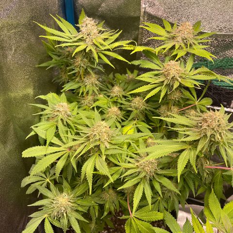 Special queen #1 #1  growlog timeline photo