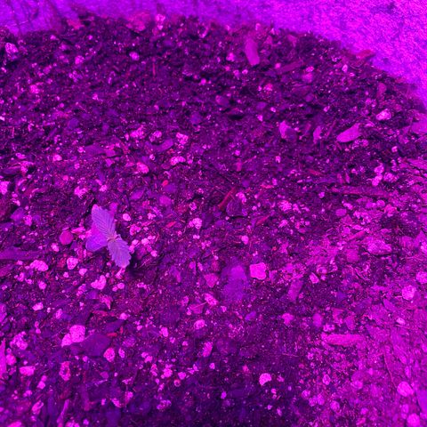 Bruce Banner growlog timeline photo