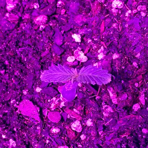 Bruce Banner growlog timeline photo
