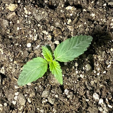 Bruce Banner growlog timeline photo