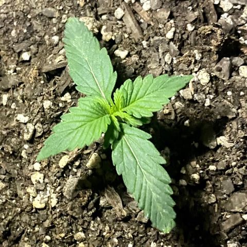 Bruce Banner growlog timeline photo