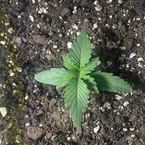Bruce Banner growlog timeline photo
