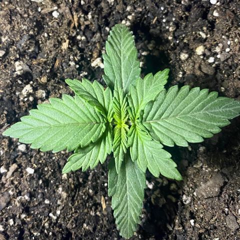 Bruce Banner growlog timeline photo