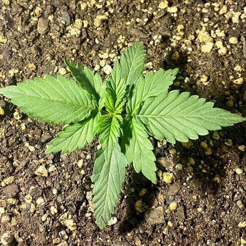 Bruce Banner growlog timeline photo