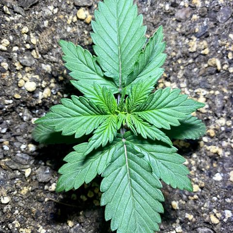 Bruce Banner growlog timeline photo