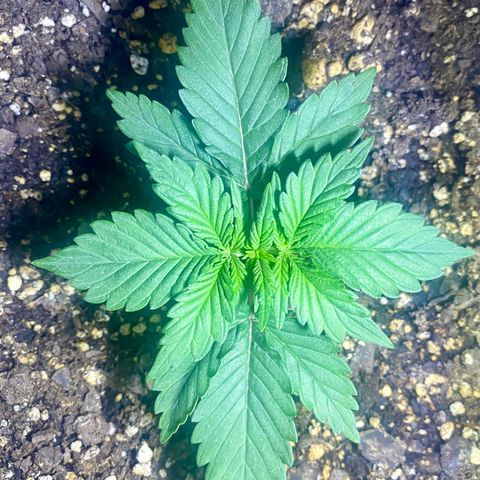 Bruce Banner growlog timeline photo