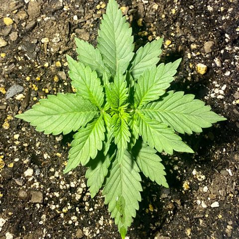 Bruce Banner growlog timeline photo