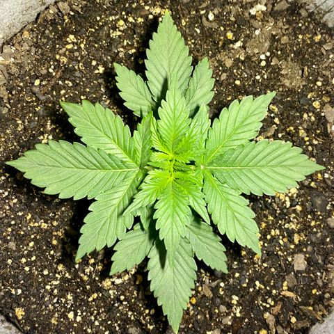 Bruce Banner growlog timeline photo
