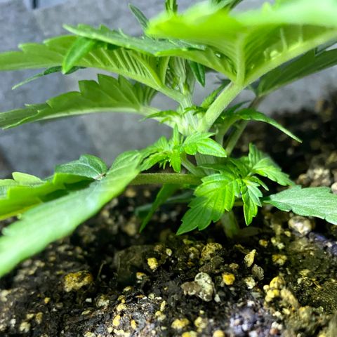 Bruce Banner growlog timeline photo