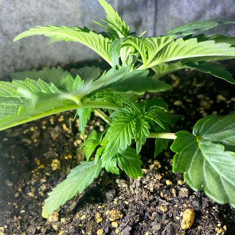 Bruce Banner growlog timeline photo
