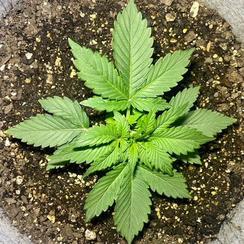 Bruce Banner growlog timeline photo