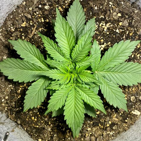 Bruce Banner growlog timeline photo