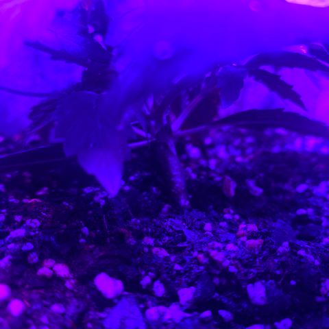 Bruce Banner growlog photo: Started LST training