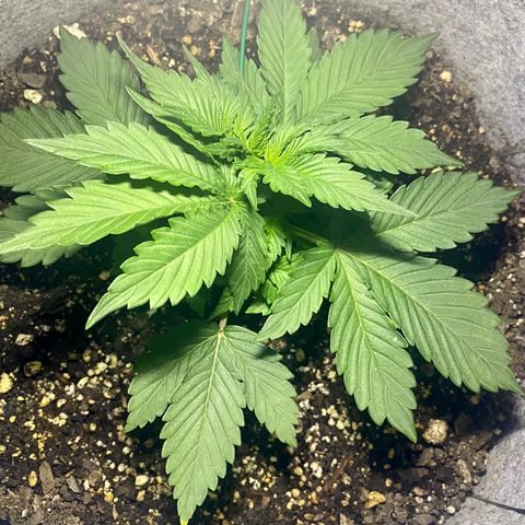 Bruce Banner growlog photo: Started LST training