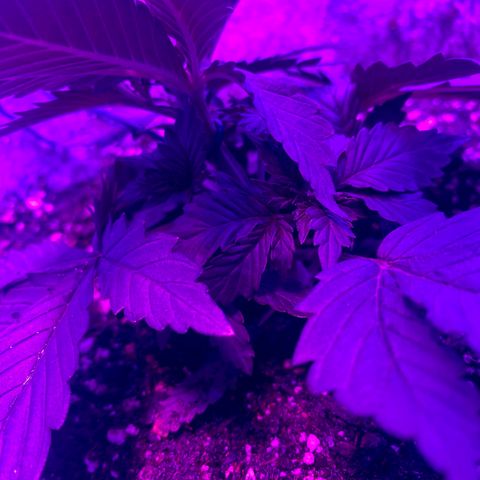 Bruce Banner growlog photo: Started LST training