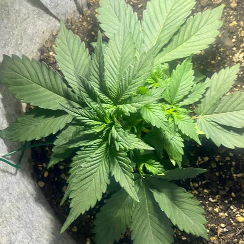 Bruce Banner growlog timeline photo
