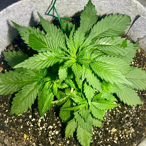 Bruce Banner growlog timeline photo