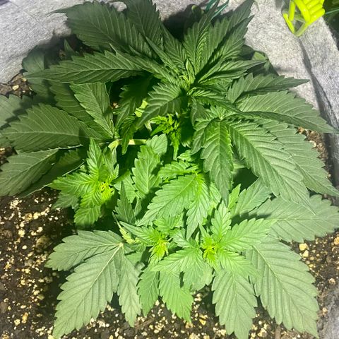 Bruce Banner growlog timeline photo