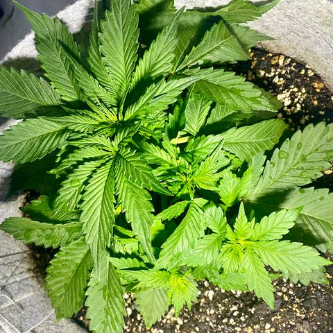 Bruce Banner growlog timeline photo