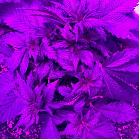Bruce Banner growlog timeline photo