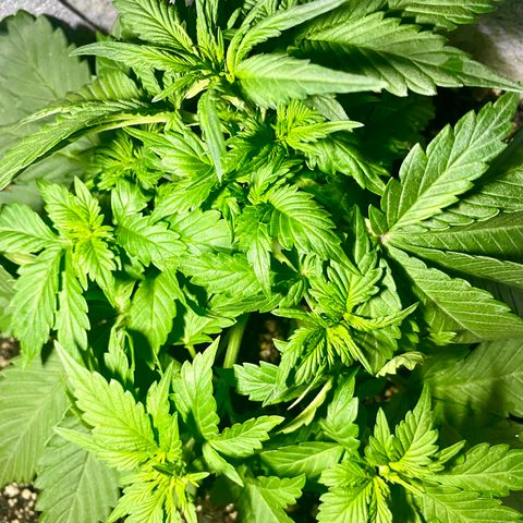 Bruce Banner growlog timeline photo