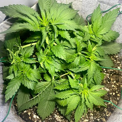 Bruce Banner growlog photo: LST more Branches