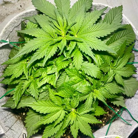 Bruce Banner growlog photo: Later that night