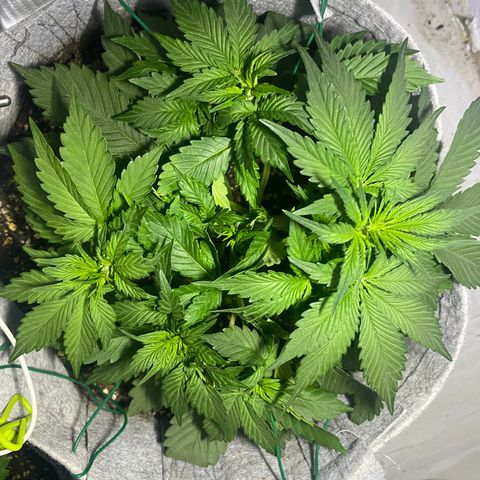Bruce Banner growlog timeline photo