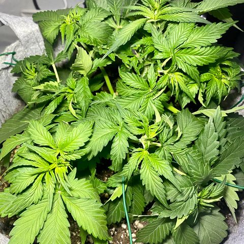 Bruce Banner growlog photo: LST 