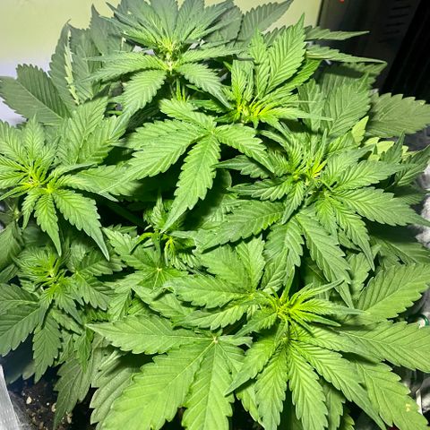 Bruce Banner growlog timeline photo